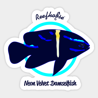 Neon Velvet Damselfish Sticker